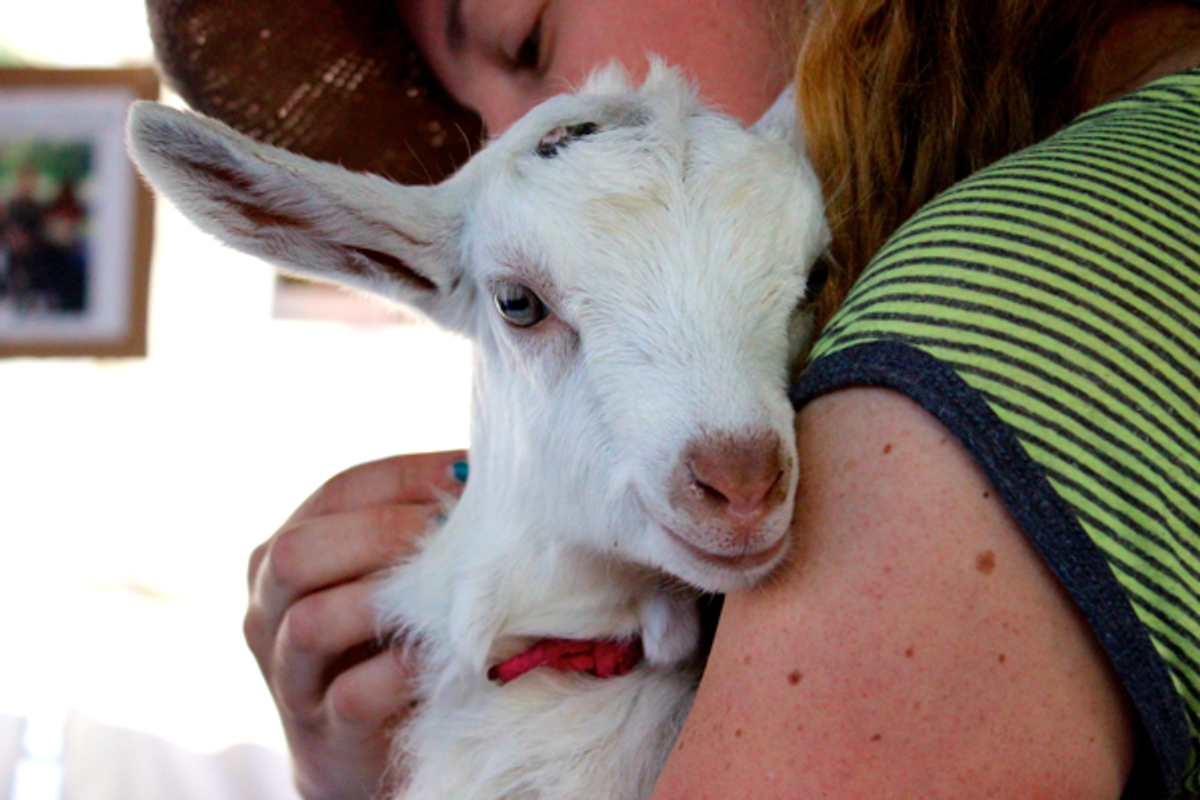 Photos: #Goatchella Takes San Francisco by Storm