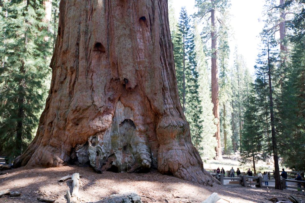 Escape From SF: See the World's Largest Trees at Sequoia and Kings Canyon