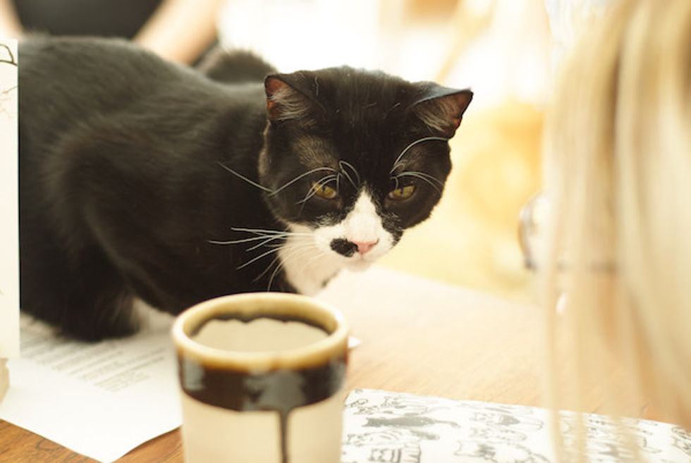 KitTea Cat Cafe Opens in Hayes Valley to Purrs of Approval