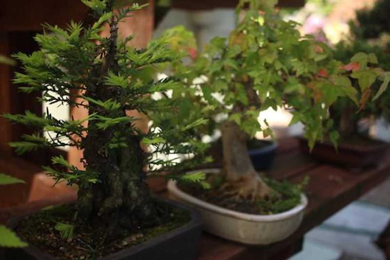 The History of Bonsai in The Bay Area - 7x7 Bay Area