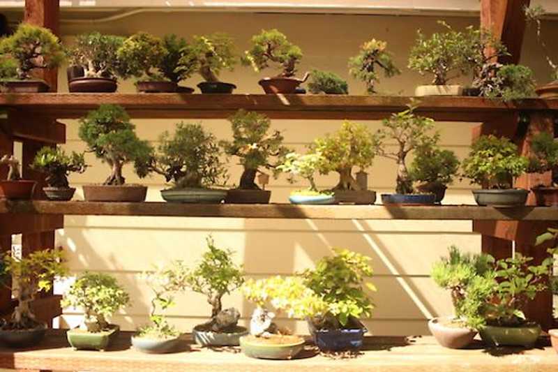The History of Bonsai in The Bay Area - 7x7 Bay Area