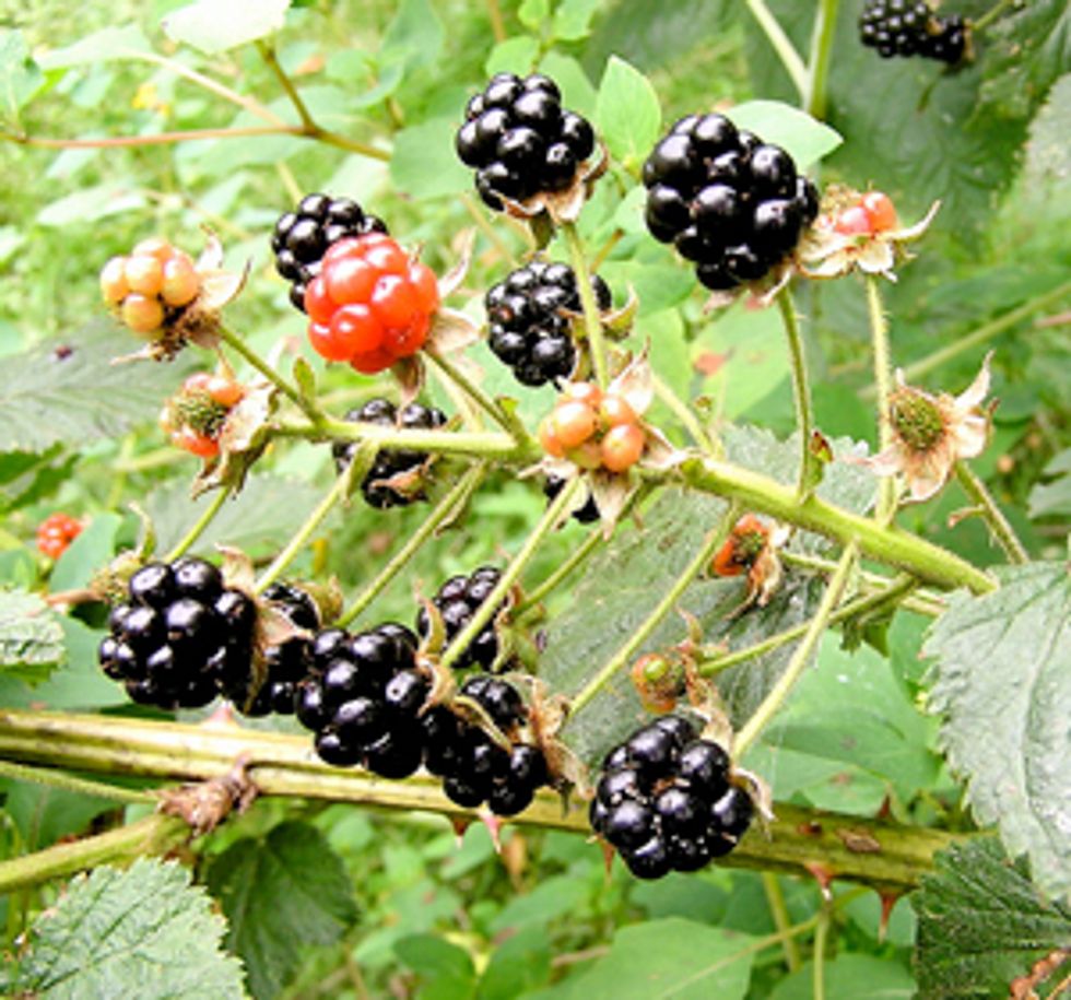 Blackberries: The Pick of the City (And The Crisp To Make With Them)