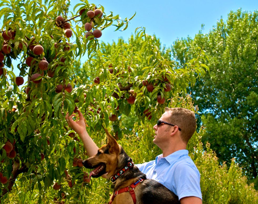Weekend Sherpa: Picking Fruit at Brentwood's Smith Family Farm