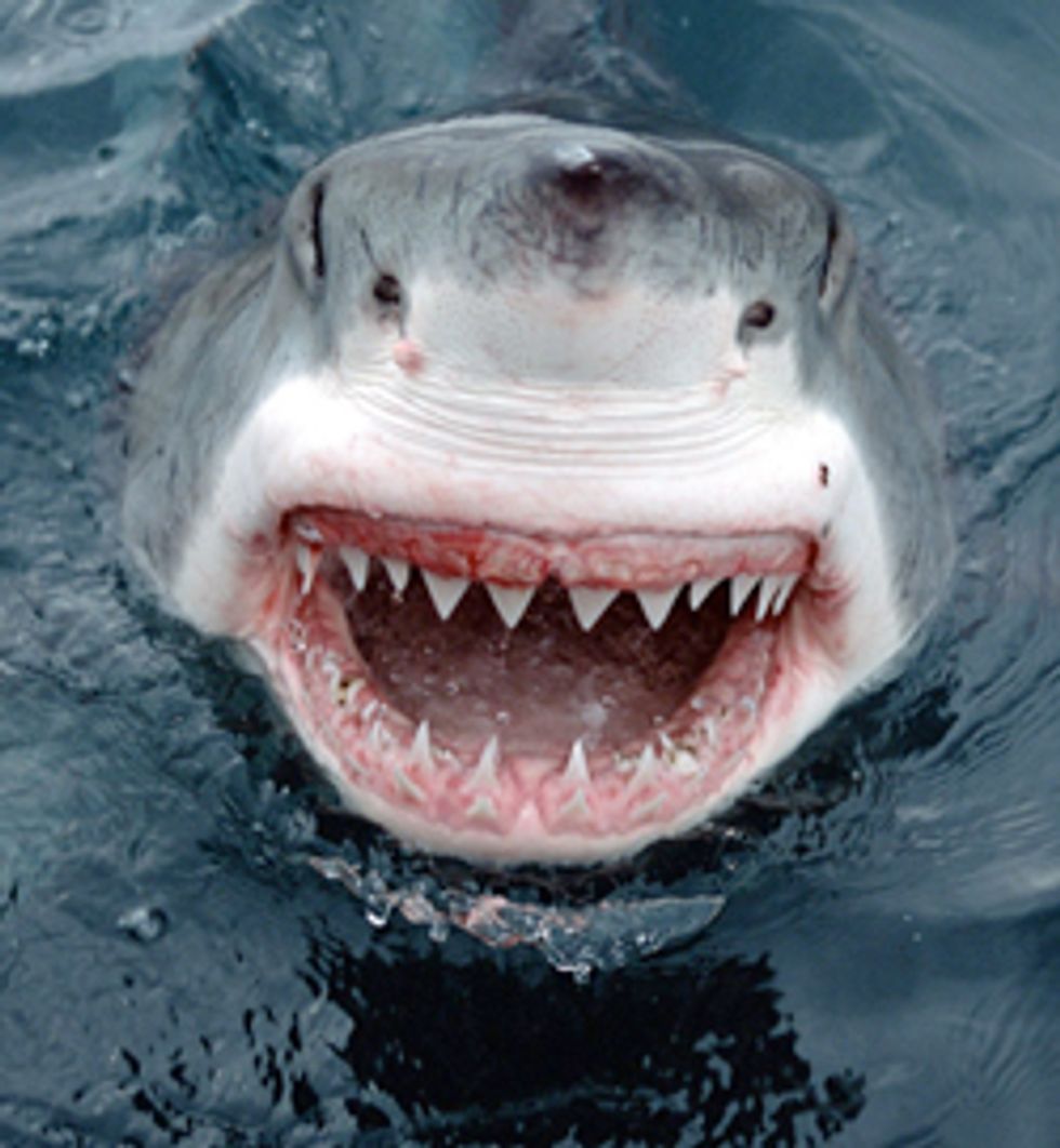 Great White Attacks Sea Lion at Pacifica