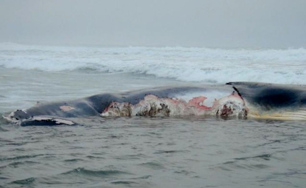 Dead Whale at Ocean Beach