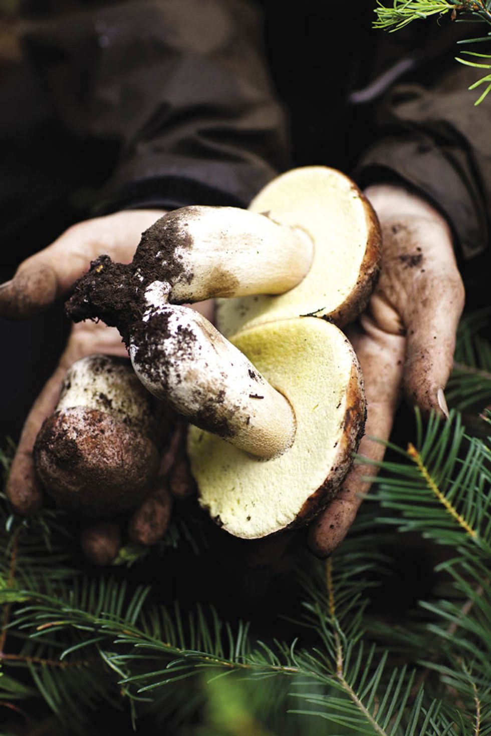 Out in the Woods with Forager Extraordinaire Connie Green