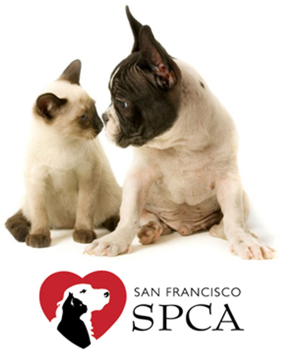 New Weekly Feature: Ask a Vet from the SF SPCA