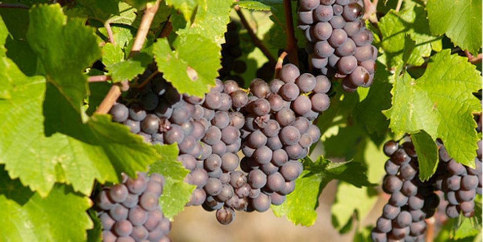 California Wine's 2010 Vintage Report: Rainy and Sunny And Totally Confused