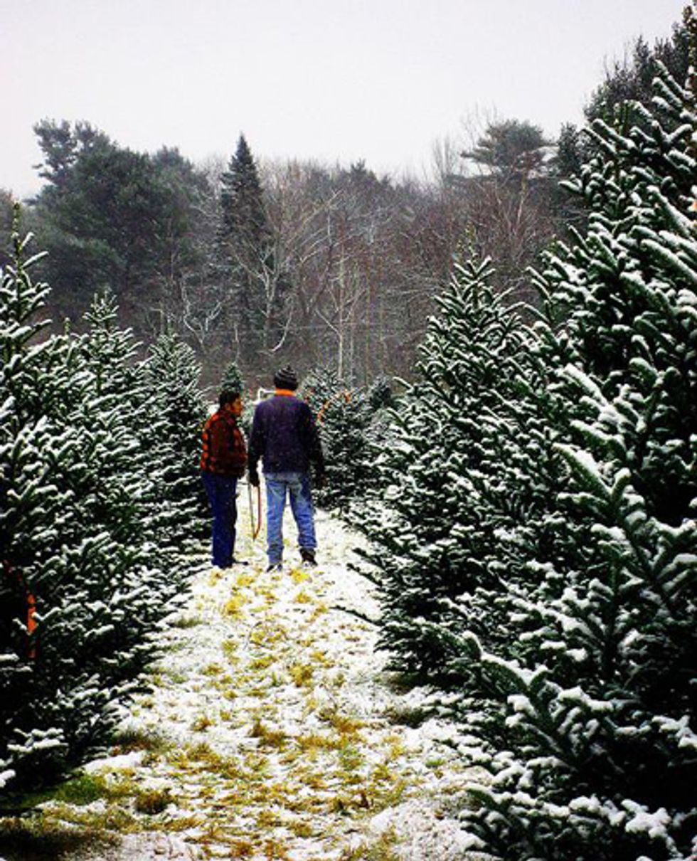 Tree Hunting: The Best Places to Cut Down a Christmas Tree in the Bay Area