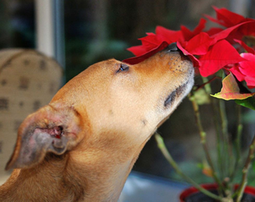 Ask a Vet: What If My Dog Eats a Poinsettia?