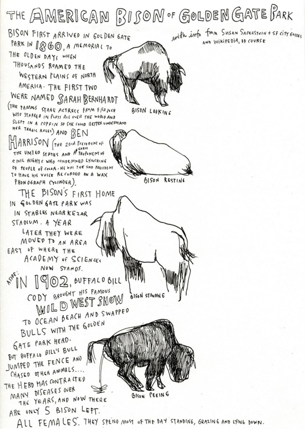 The Origin of the Golden Gate Park Bison