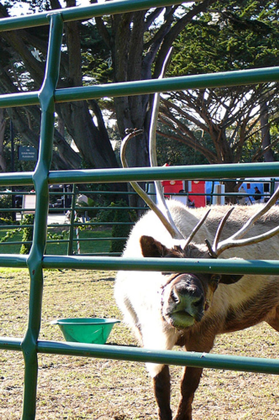 Reindeer Come to the SF Zoo!