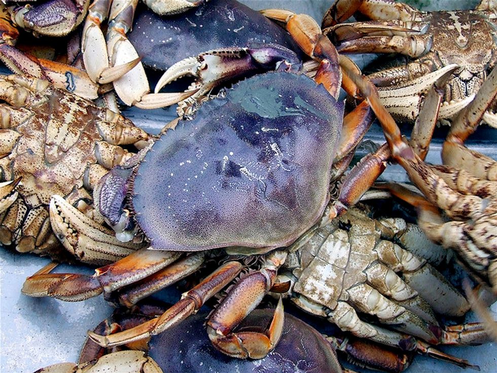 Feast Family-Style On Dungeness Crab @ Starbelly Next Week