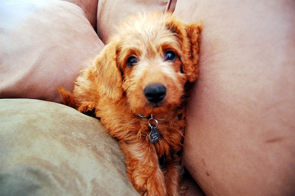 Ask a Vet with the SF SPCA: Getting A New Puppy, How To Introduce New Pets to Old Pets