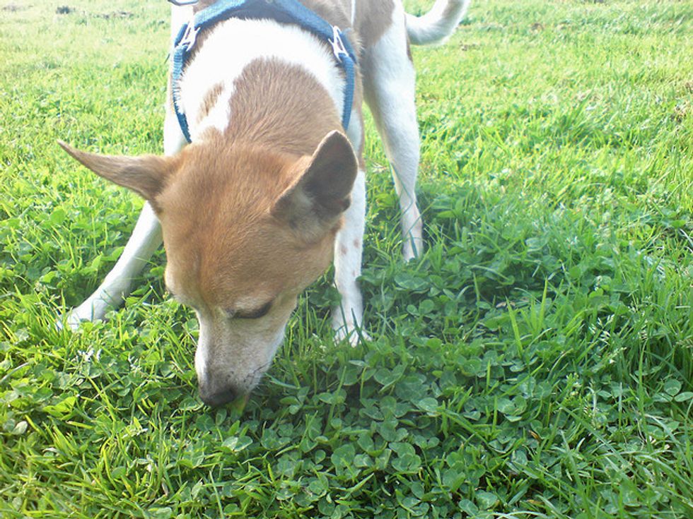 Ask A Vet: Why Dogs Eat Grass & What To Do About It