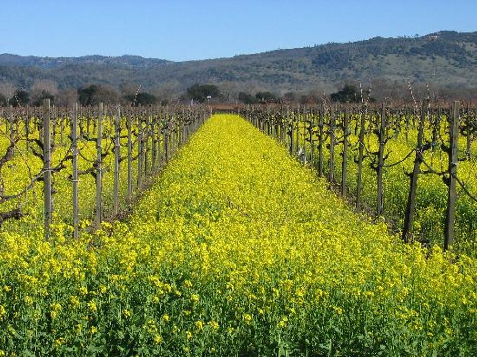 Best Things to Do in Napa Presidents' Day Weekend