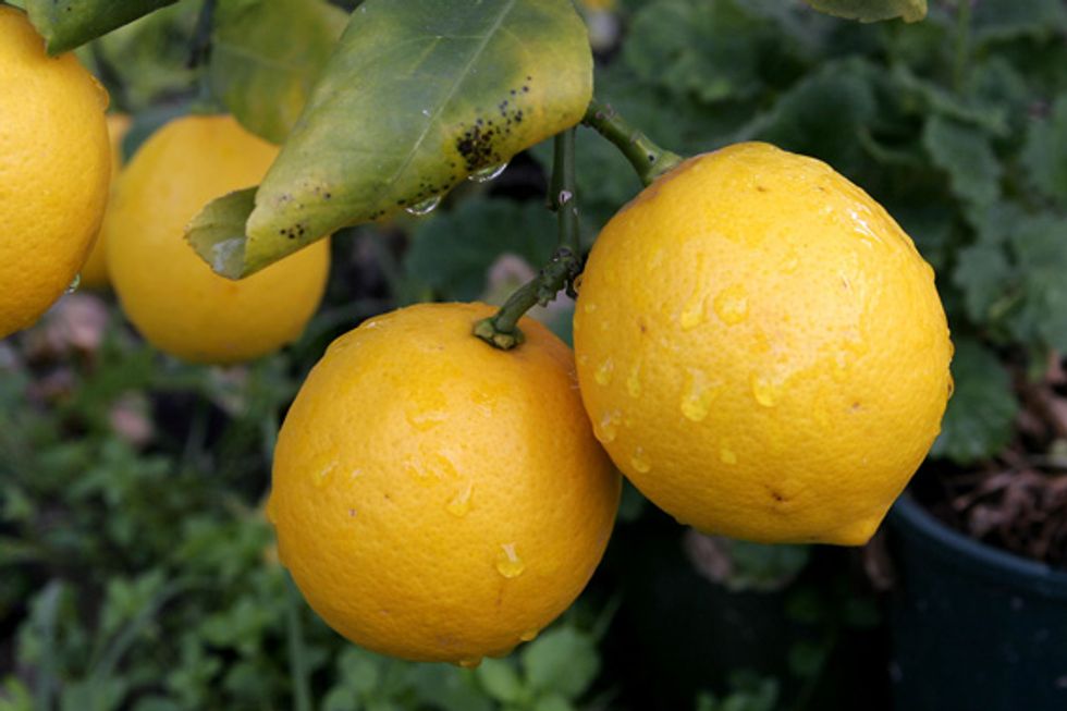 Market Watch: Celebrating Local Citrus