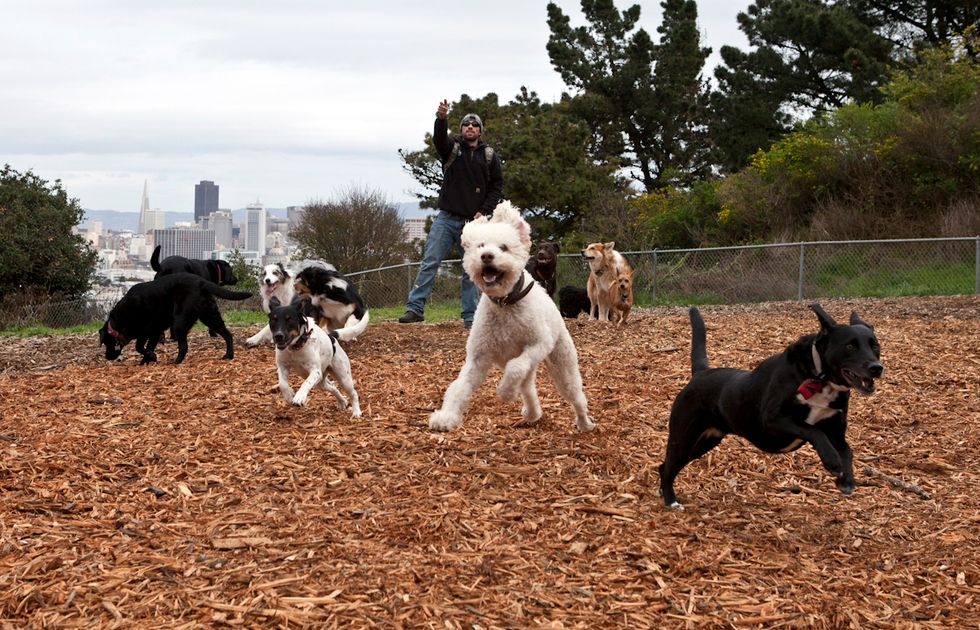 Scenes of the City: Dogs at Play