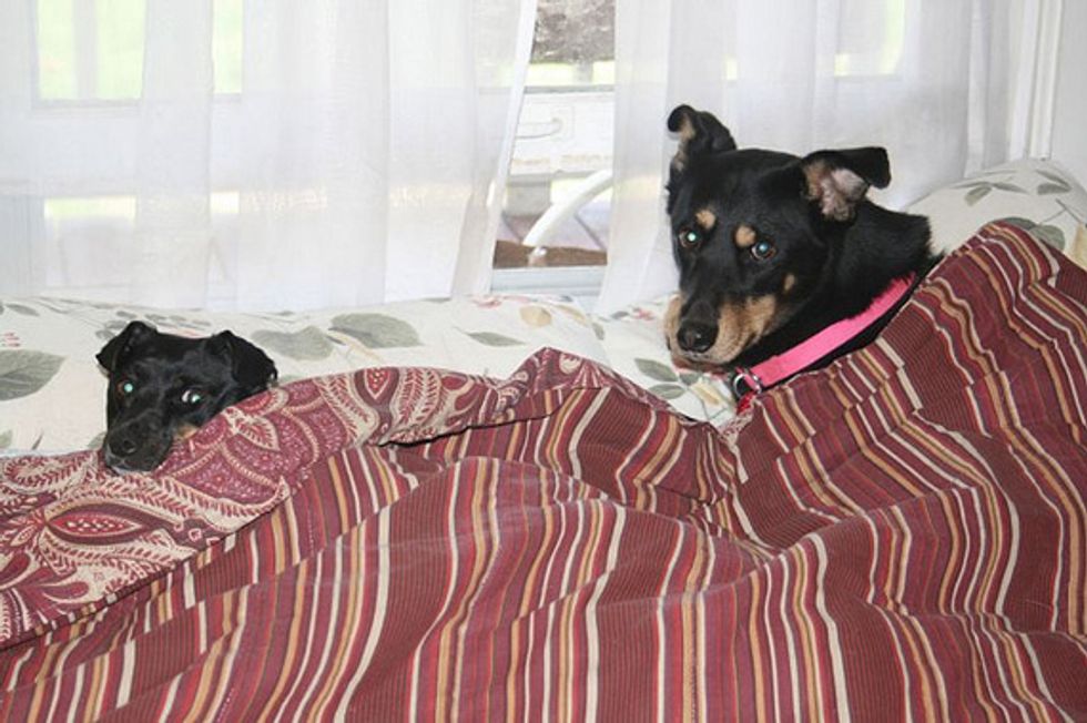 Ask A Vet: Dog Beds vs. Human Beds