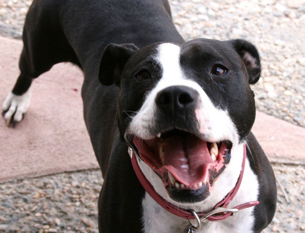 Ask A Vet: The Truth About Pit Bulls