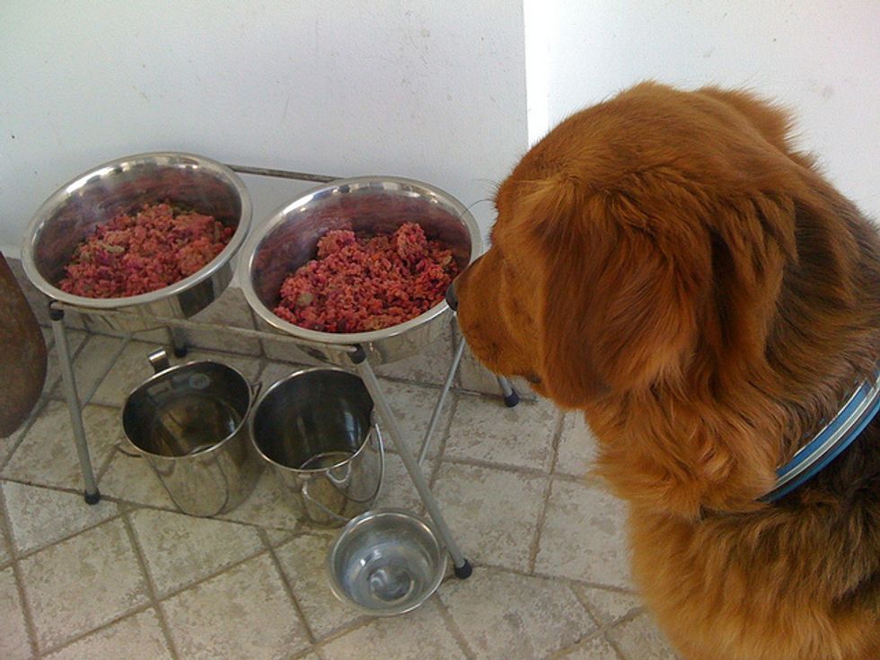 Ask A Vet: What Are The Benefits Of Homemade Dog Food?
