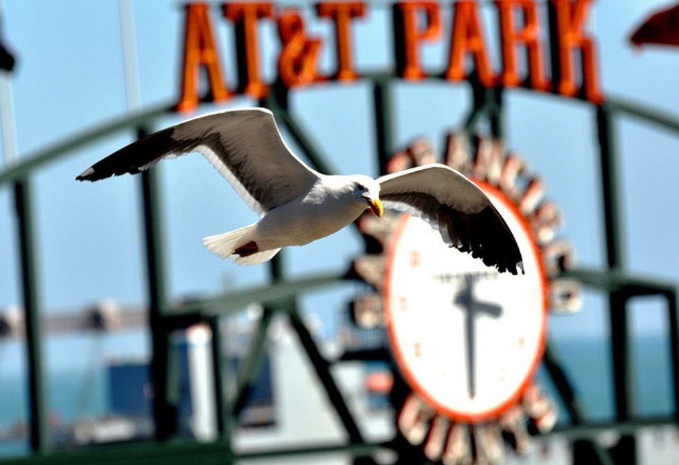 How Do Seagulls Know When A Baseball Game Is Over?
