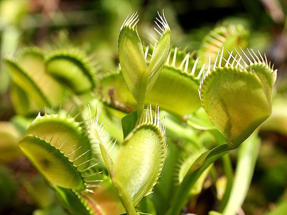 The Big, Bad World of Wicked Plants Show at Conservatory of Flowers