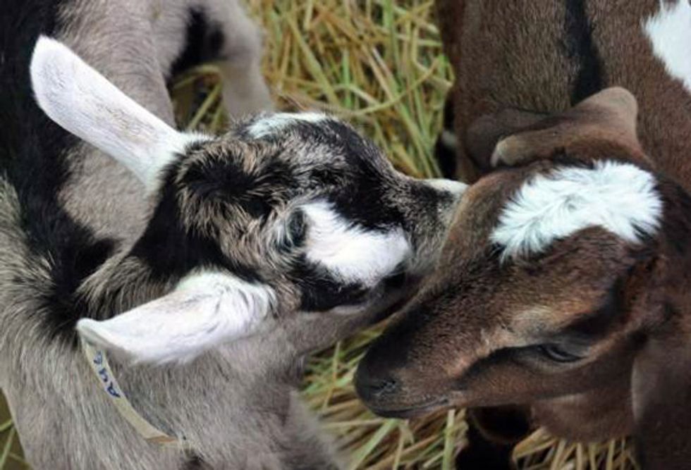 Market Watch: Baby Goats at the Ferry Plaza's Goat Festival This Weekend!