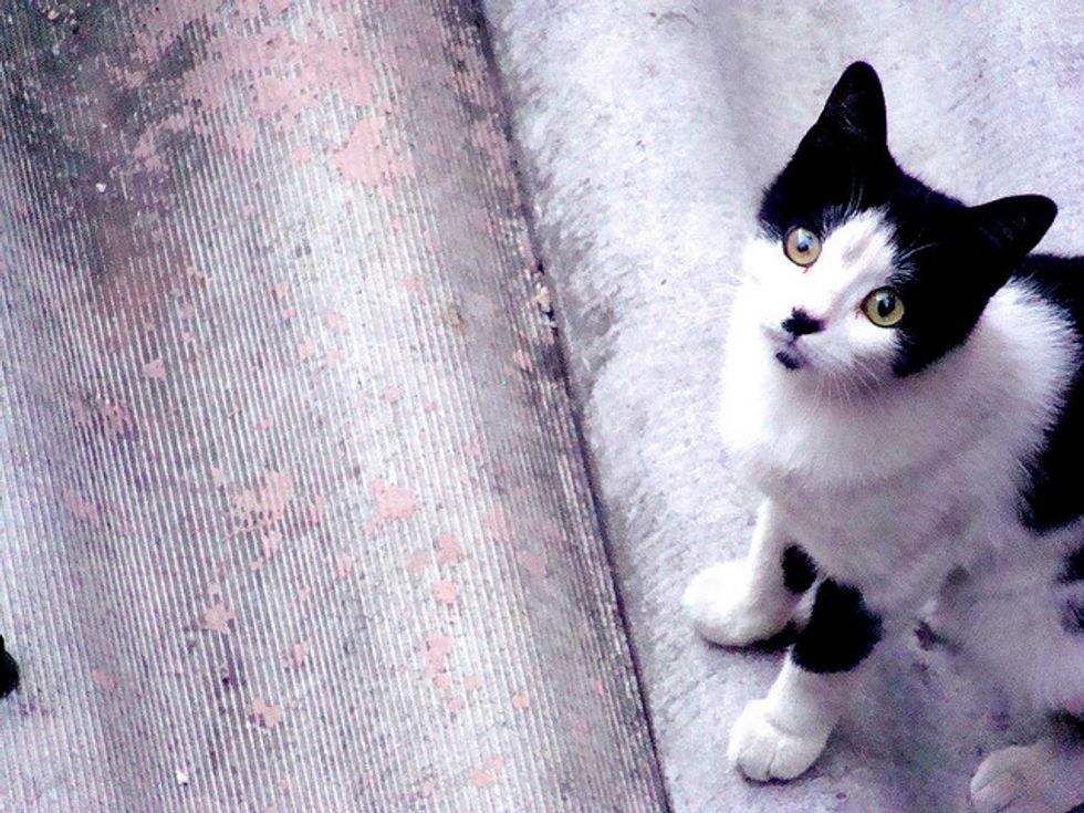 Mission: Cats, SF's New Cat Hotel