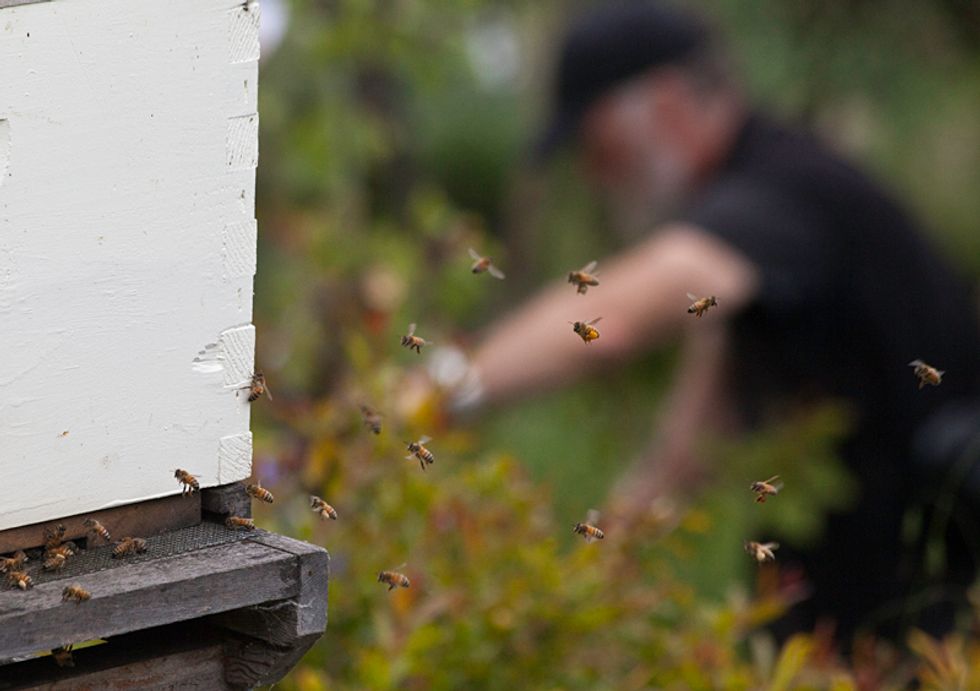 Scenes of the City: Gardening in SF: Alemany Farm and Beyond