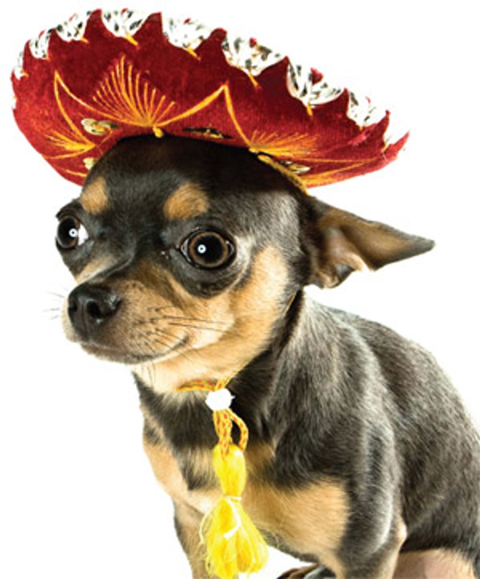 The Whole Enchihuahua: A Cinco de Mayo Chihuahua Party in Dolores Park This Sunday