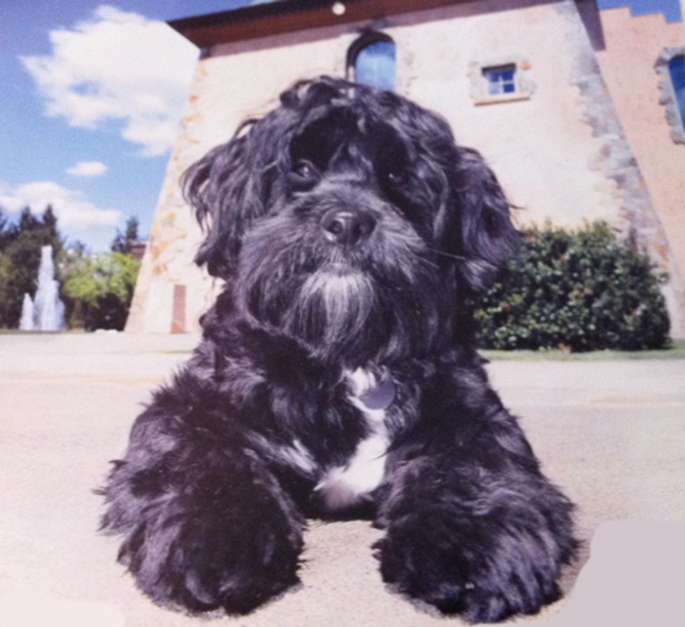 Napa Valley's Best Dog-Friendly Wineries