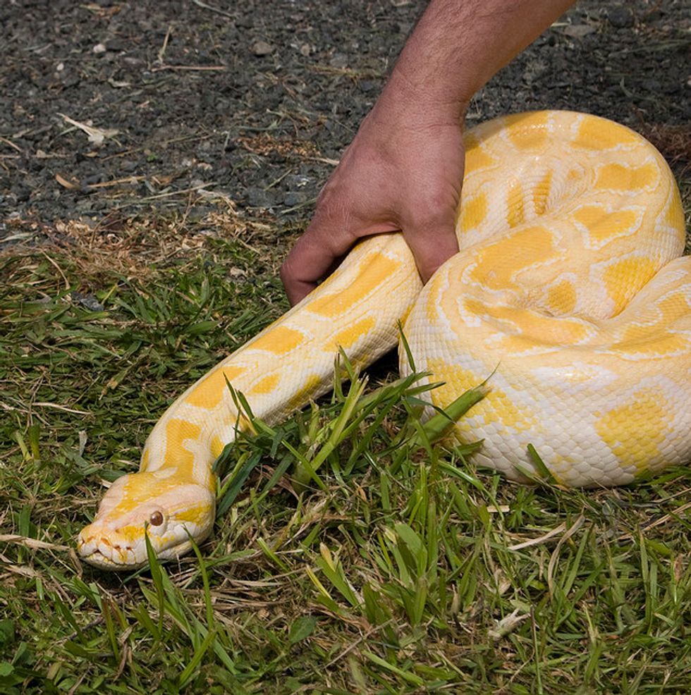 Creeping, Crawling Snakes & Lizards Come to the Academy of Sciences Next Week