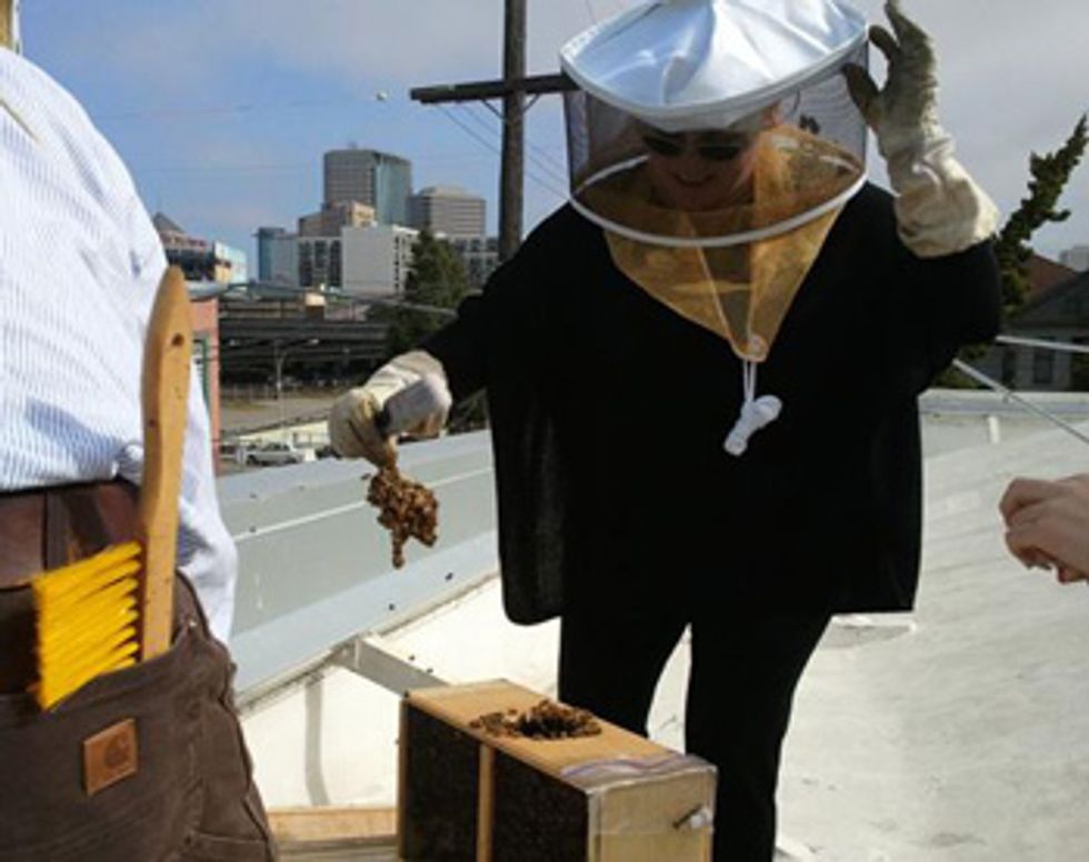 The Secret Honey Bees of SF's Restaurant Rooftops