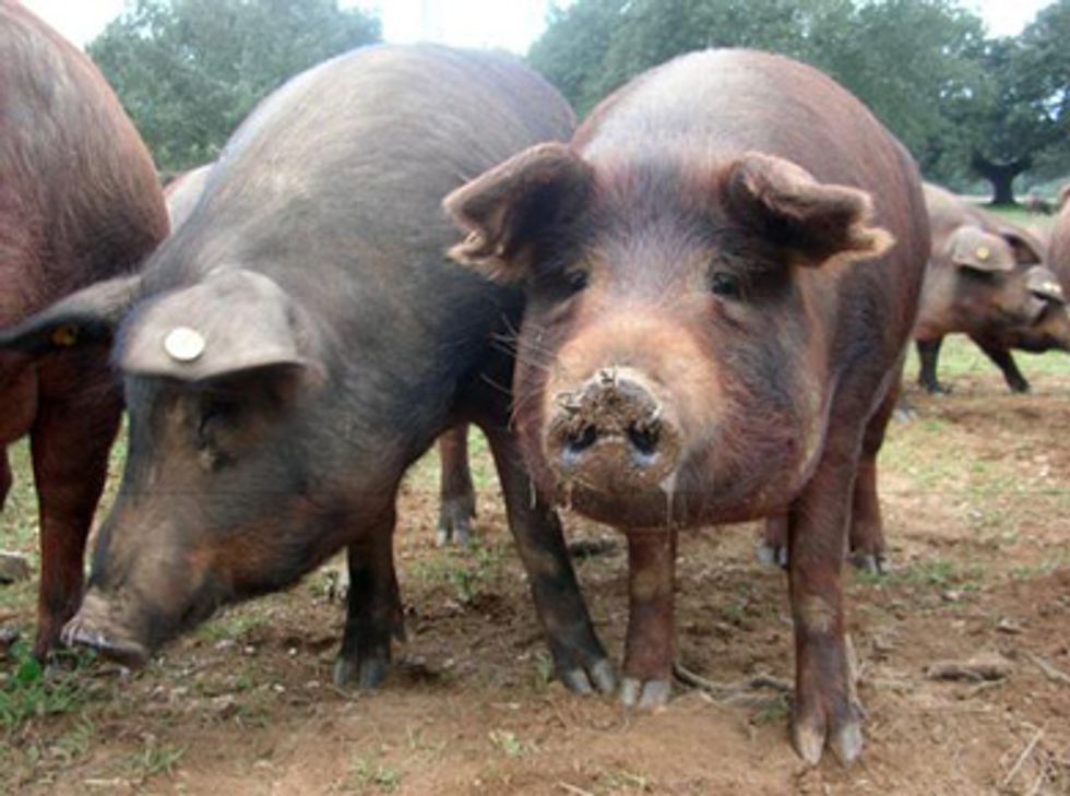 Iberico Pork: On Menus Now