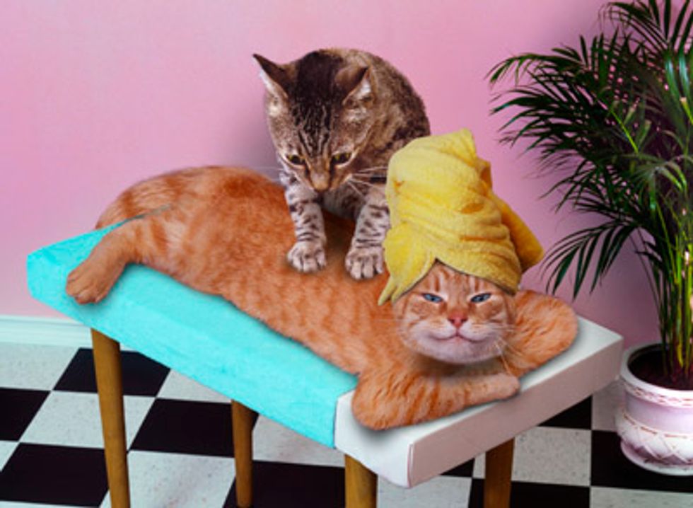 Ask A Vet: Massages & Other Remedies for Cat Arthritis