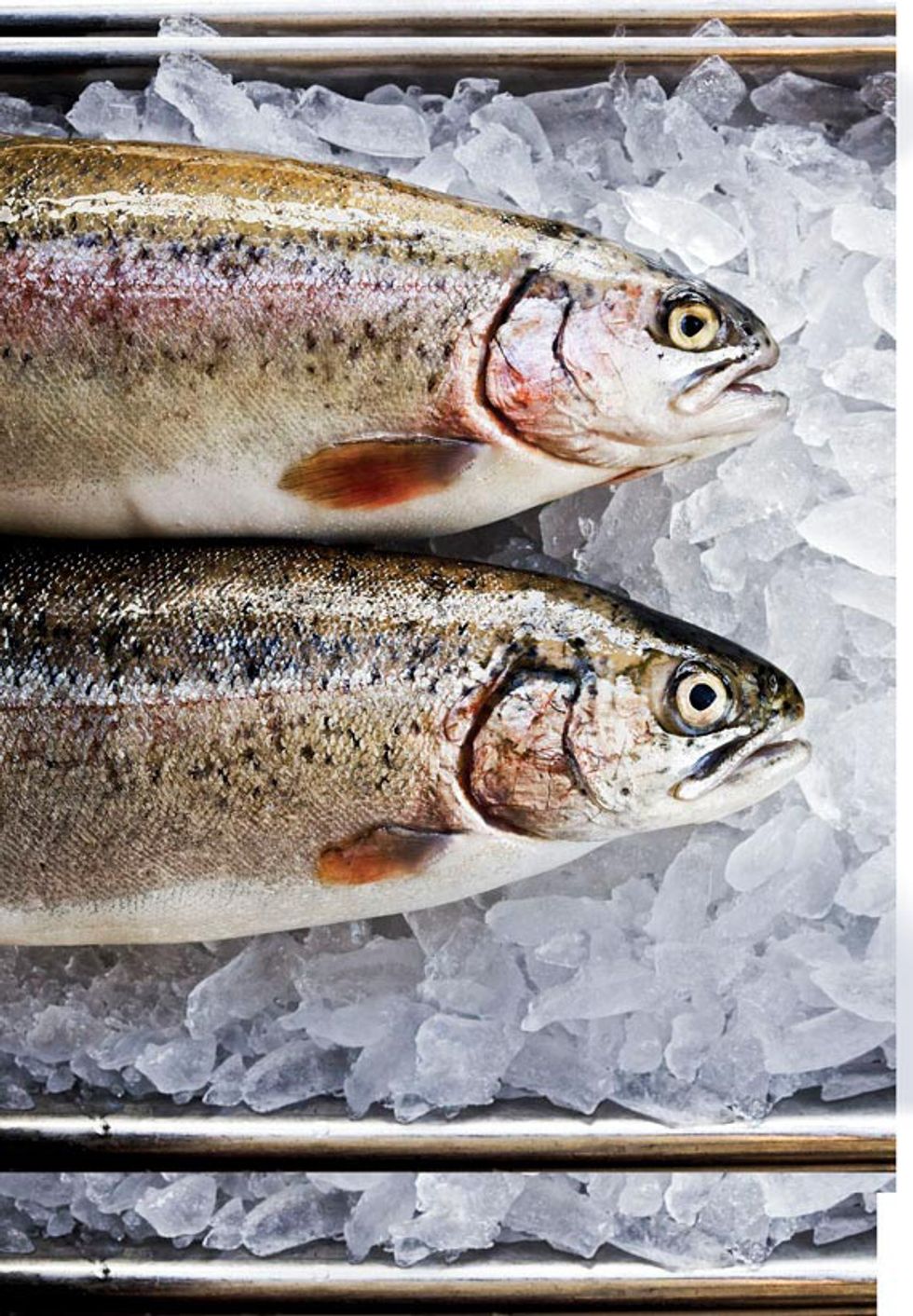 With California King Salmon Still in Peril, Trout is Worth Considering