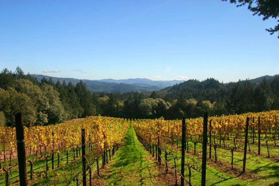 Hold the Wine: What To Do With Non-Drinkers in the Wine Country