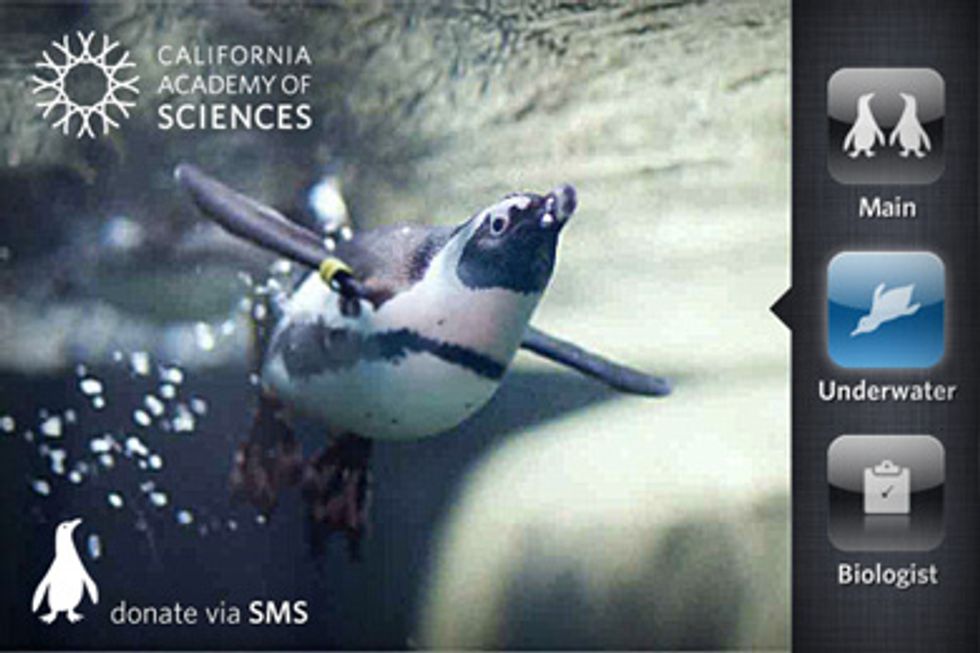 Penguins Anyone? Check Out the Academy of Sciences' New Penguin Cam Phone App