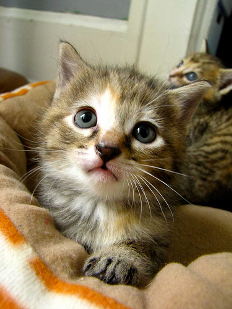 Ask a Vet: How To Introduce a New Cat To Your Home