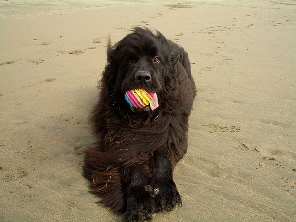 The Bay Area's Dog Friendly Beaches