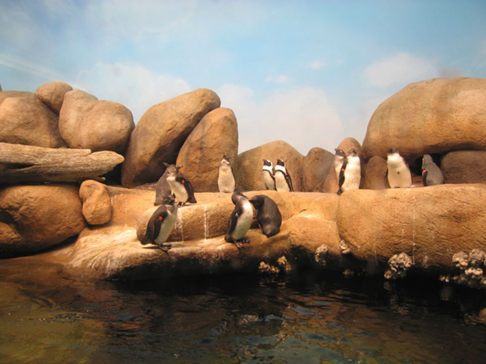 Save on Sleepovers at the Cal Academy (The Ultimate Kid's Birthday Party)