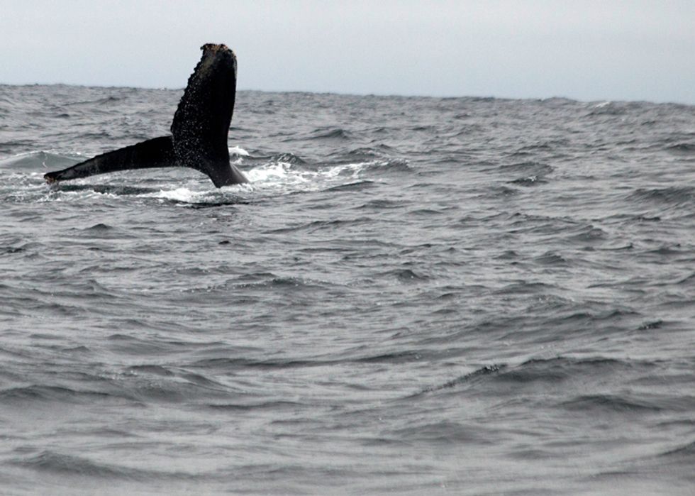Whale Watching in the Farallon Islands