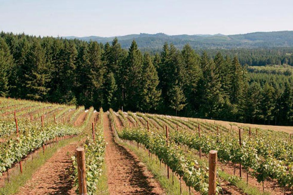 Oregon's Pinots & Prolific Vineyards Prove That Wine Country Reaches Beyond Sonoma
