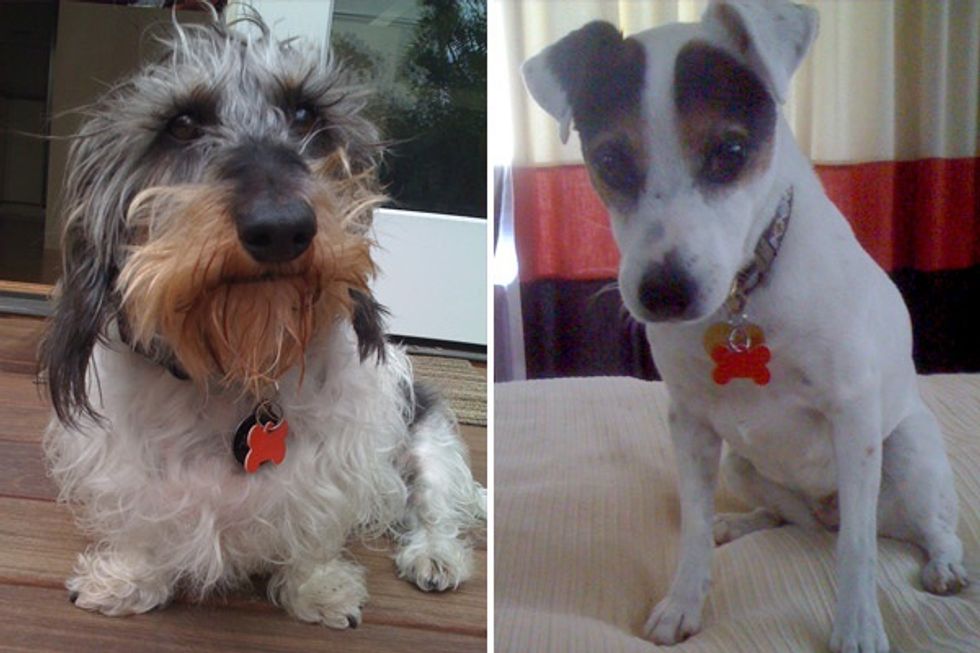 Ask A Vet: How Do I Get My Dogs to Leave My Baby Alone?