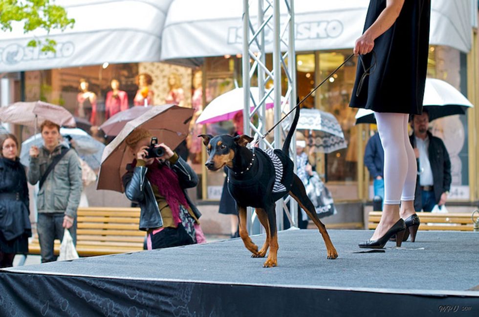 SF Design Center's Paw Parade: A Doggie Runway Show