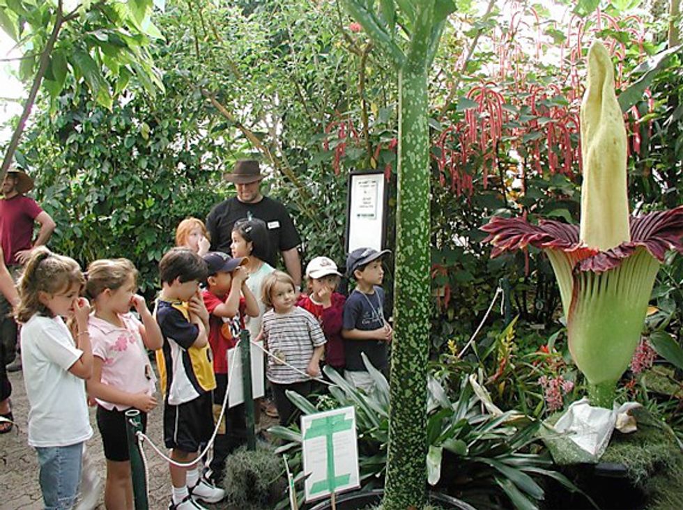 UC Berkeley's Botanical Garden: The Bay Area’s Coolest Living Museum for Kids