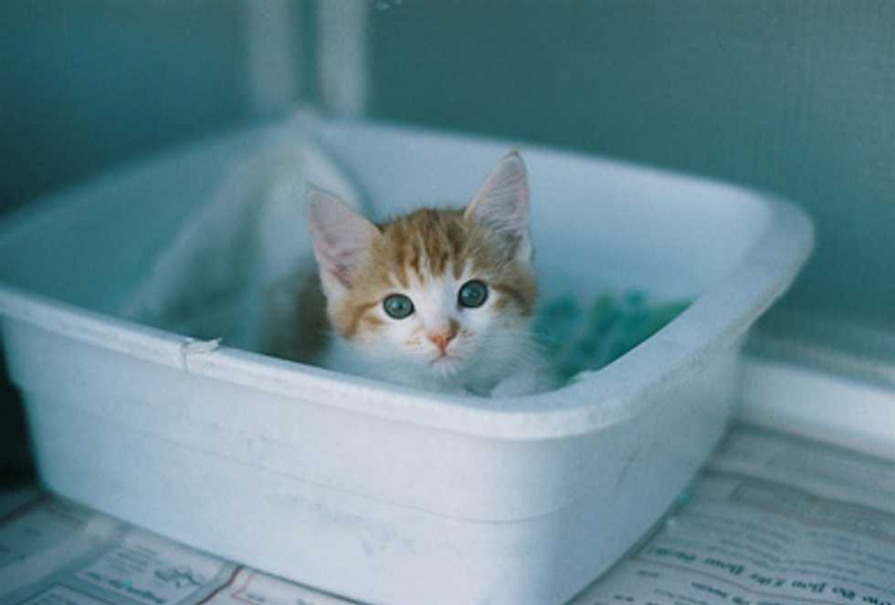 Ask A Vet: Preventing Kitten Bladder Problems