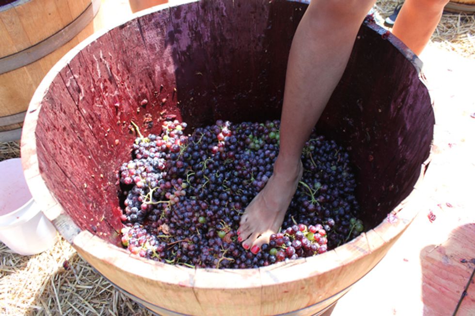 Party Time in Napa Valley: Harvest Celebrations and Grape Stomps