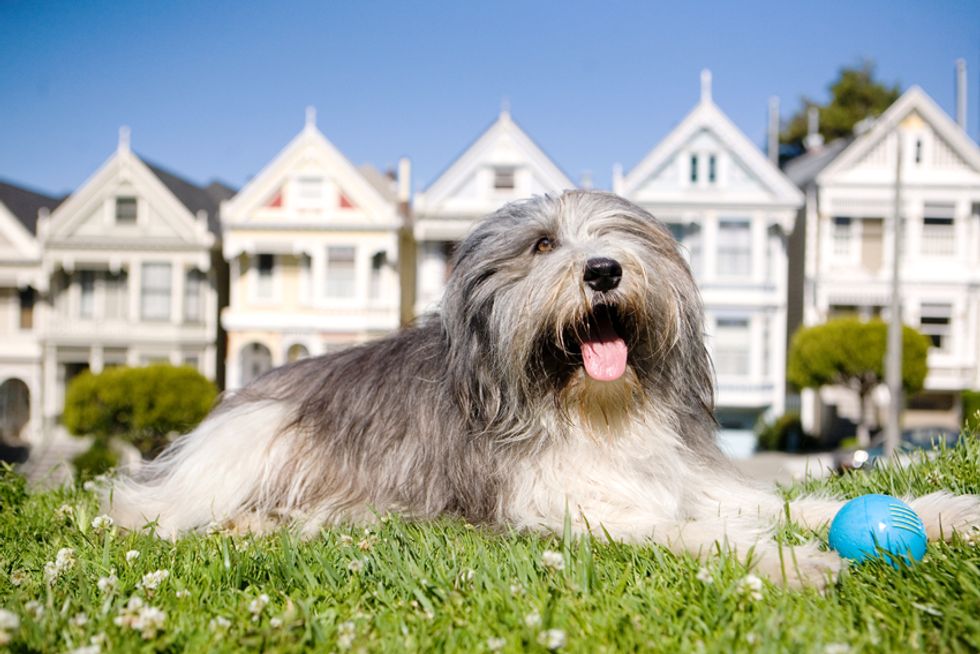 Calling All Pet Lovers! Submit Your Pet to Our DOGMA Photo Contest